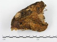 登錄號:F0008862藏品圖，第5張