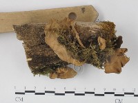 韌革菌屬藏品圖，第3張