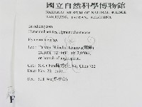 刺革菌屬藏品圖，第2張