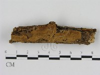 刺革菌屬藏品圖，第1張