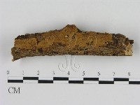 刺革菌屬藏品圖，第3張