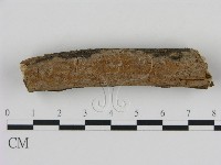 刺革菌屬藏品圖，第1張