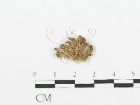 裂褶菌藏品圖，第3張