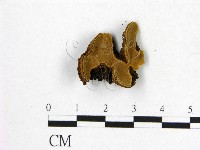 登錄號:F0008876藏品圖，第1張