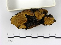 登錄號:F0008877藏品圖，第1張