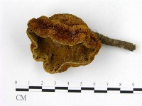 登錄號:F0008880藏品圖，第1張