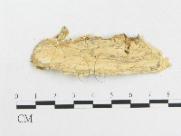 革墊菌屬藏品圖，第3張