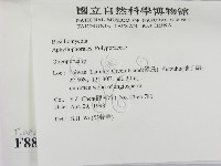 寡孔菌屬藏品圖，第2張