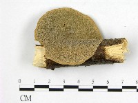 登錄號:F0008886藏品圖，第1張