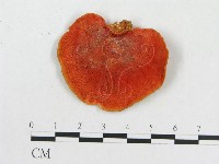 血紅密孔菌藏品圖，第1張