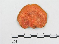 血紅密孔菌藏品圖，第3張