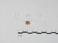 雲芝藏品圖，第1張