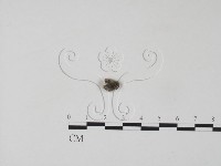 雲芝藏品圖，第3張