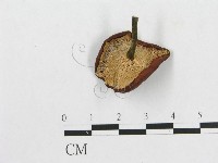 多孔菌屬藏品圖，第1張