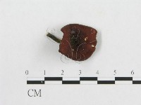 多孔菌屬藏品圖，第3張