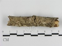 刺皮菌屬藏品圖，第1張