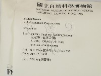 韌革菌屬藏品圖，第2張