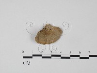 韌革菌屬藏品圖，第1張