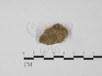 韌革菌屬藏品圖，第3張