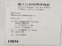 木層孔菌屬藏品圖，第2張