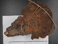 木層孔菌屬藏品圖，第1張