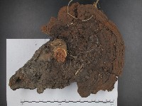 木層孔菌屬藏品圖，第3張