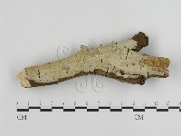 刺皮菌屬藏品圖，第1張