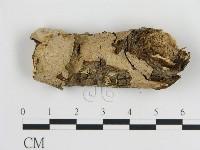 刺皮菌屬藏品圖，第1張