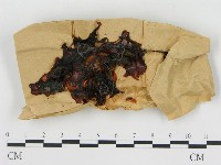 登錄號:F0008905藏品圖，第1張