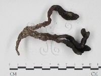 登錄號:F0008909藏品圖，第3張