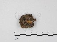 登錄號:F0008910藏品圖，第1張