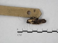 登錄號:F0008911藏品圖，第3張