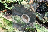 登錄號:F0008911藏品圖，第4張