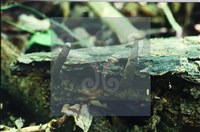 炭角菌屬藏品圖，第4張