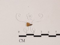登錄號:F0008915藏品圖，第1張