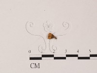 登錄號:F0008915藏品圖，第3張