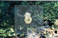 登錄號:F0008915藏品圖，第4張