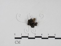 登錄號:F0008916藏品圖，第1張