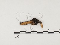 登錄號:F0008917藏品圖，第3張