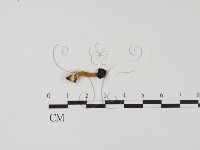 登錄號:F0008918藏品圖，第1張