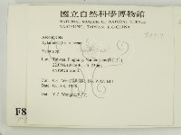 炭角菌屬藏品圖，第2張