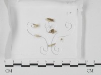 登錄號:F0008920藏品圖，第1張