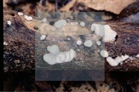 登錄號:F0008920藏品圖，第3張