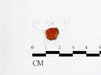 登錄號:F0008923藏品圖，第1張