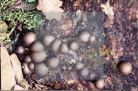 登錄號:F0008924藏品圖，第3張