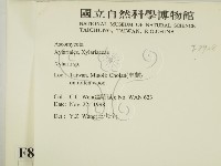 炭角菌屬藏品圖，第2張
