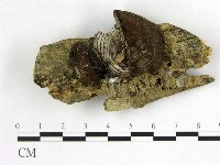 登錄號:F0008931藏品圖，第1張