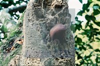 登錄號:F0008931藏品圖，第4張