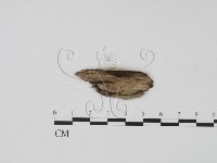 登錄號:F0008932藏品圖，第3張