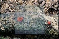 登錄號:F0008933藏品圖，第4張